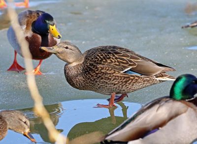Mallard 2024-01-28