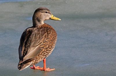 Mexican Duck 2024-01-28