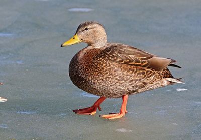 Mexican Duck 2024-01-28