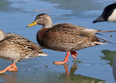 Mexican Duck 2024-01-28