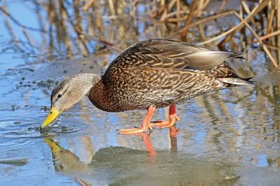 Mexican Duck 2024-01-28