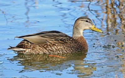 Mexican Duck 2024-01-28