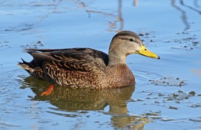 Mexican Duck 2024-01-28