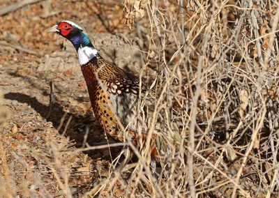 Ring-necked Pheasant 2024-01-01