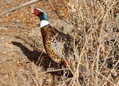 Ring-necked Pheasant 2024-01-01