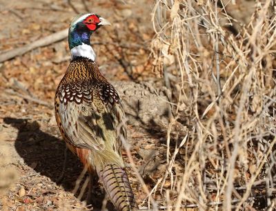 Ring-necked Pheasant 2024-01-01