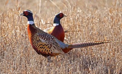 Ring-necked Pheasant 2024-01-08