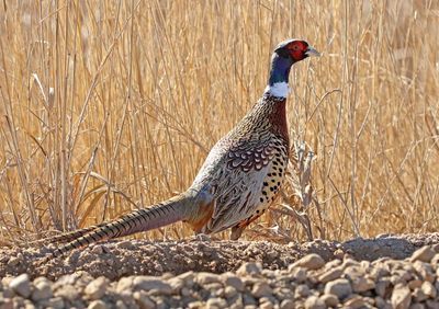 Ring-necked Pheasant 2024-01-29