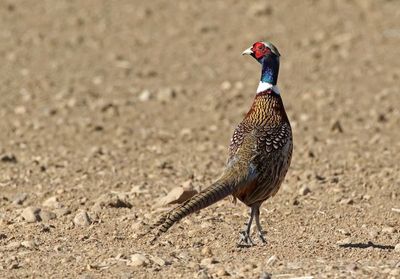 Ring-necked Pheasant 2024-01-29