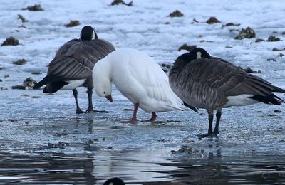 Ross's Goose 2024-01-28