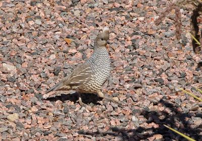 Scaled Quail 2024-01-28