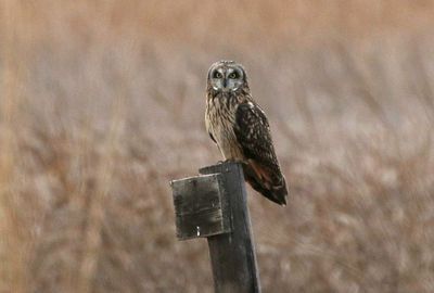 Short-eared Owl 2024-01-07