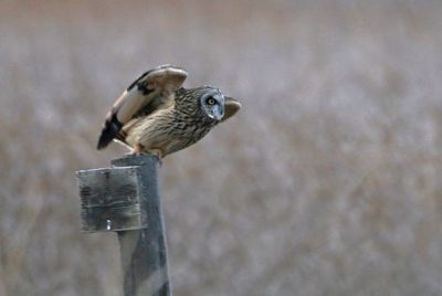 Short-eared Owl 2024-01-07