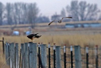 Short-eared Owl 2024-01-07