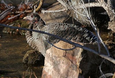 Wild Turkey 2024-01-03