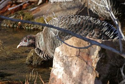 Wild Turkey 2024-01-03