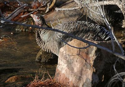 Wild Turkey 2024-01-03