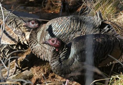 Wild Turkey 2024-01-03