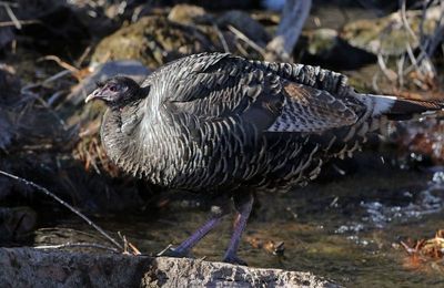 Wild Turkey 2024-01-03