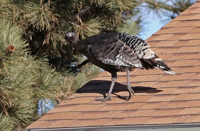 Wild Turkey 2024-01-22