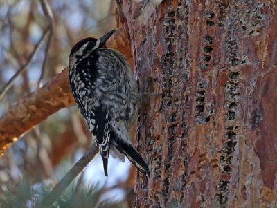 Yellow-bellied Sapsucker 2024-01-28
