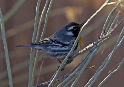 Yellow-throated Warbler 2024-01-02