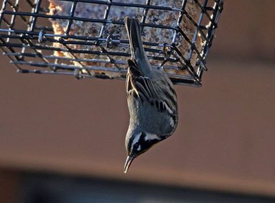 Yellow-throated Warbler 2024-01-02