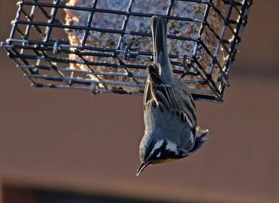 Yellow-throated Warbler 2024-01-02