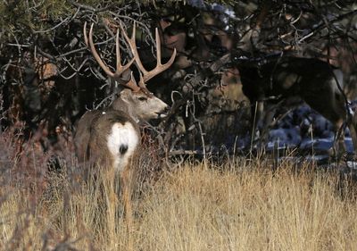 Mule Deer 2024-02-05