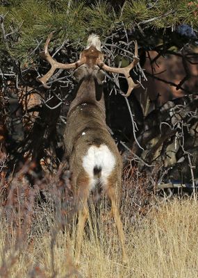 Mule Deer 2024-02-05