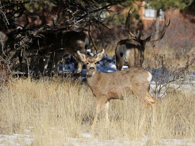 Mule Deer 2024-02-05