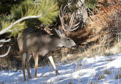 Mule Deer 2024-02-05