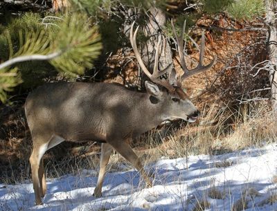 Mule Deer 2024-02-05