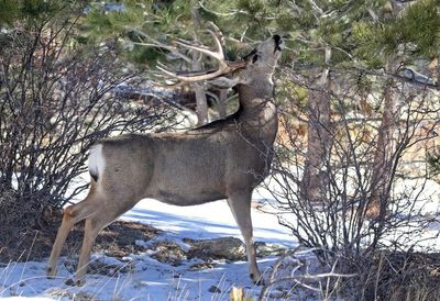 Mule Deer 2024-02-05