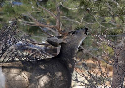 Mule Deer 2024-02-05