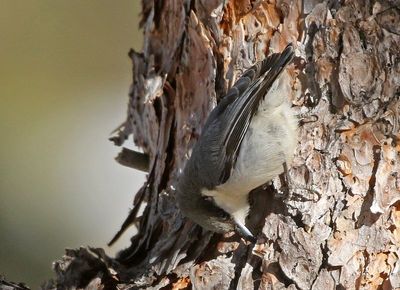 Pygmy Nuthatch 2024-02-05