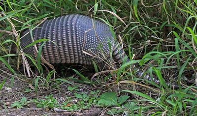 Nine-banded Armadillo 2024-02-27