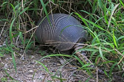 Nine-banded Armadillo 2024-02-27