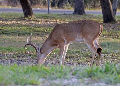 White-tailed Deer 2024-02-27
