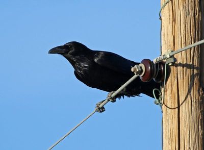 Common Raven 2024-02-26