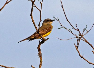 Couch's Kingbird 2024-02-27