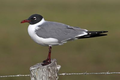 Laughing Gull 2024-02-27