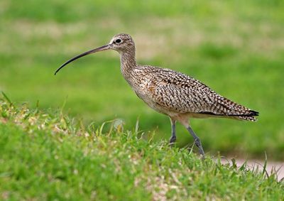 Long-billed Curlew 2024-02-27