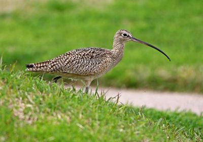 Long-billed Curlew 2024-02-27
