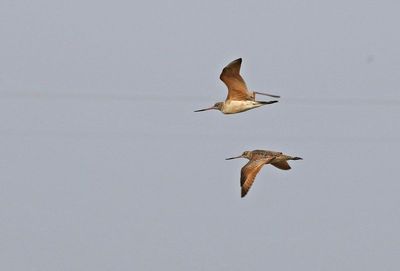 Marbled Godwit 2024-02-27