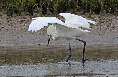Reddish Egret 2024-02-27