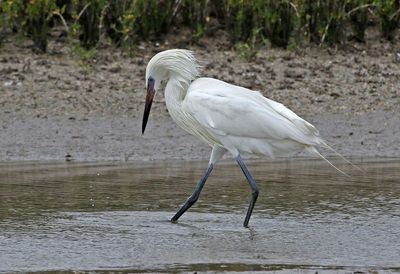 Reddish Egret 2024-02-27
