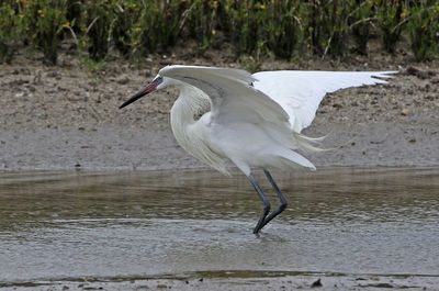 Reddish Egret 2024-02-27