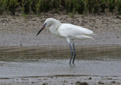 Reddish Egret 2024-02-27