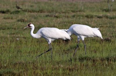Whooping Crane 2024-02-27